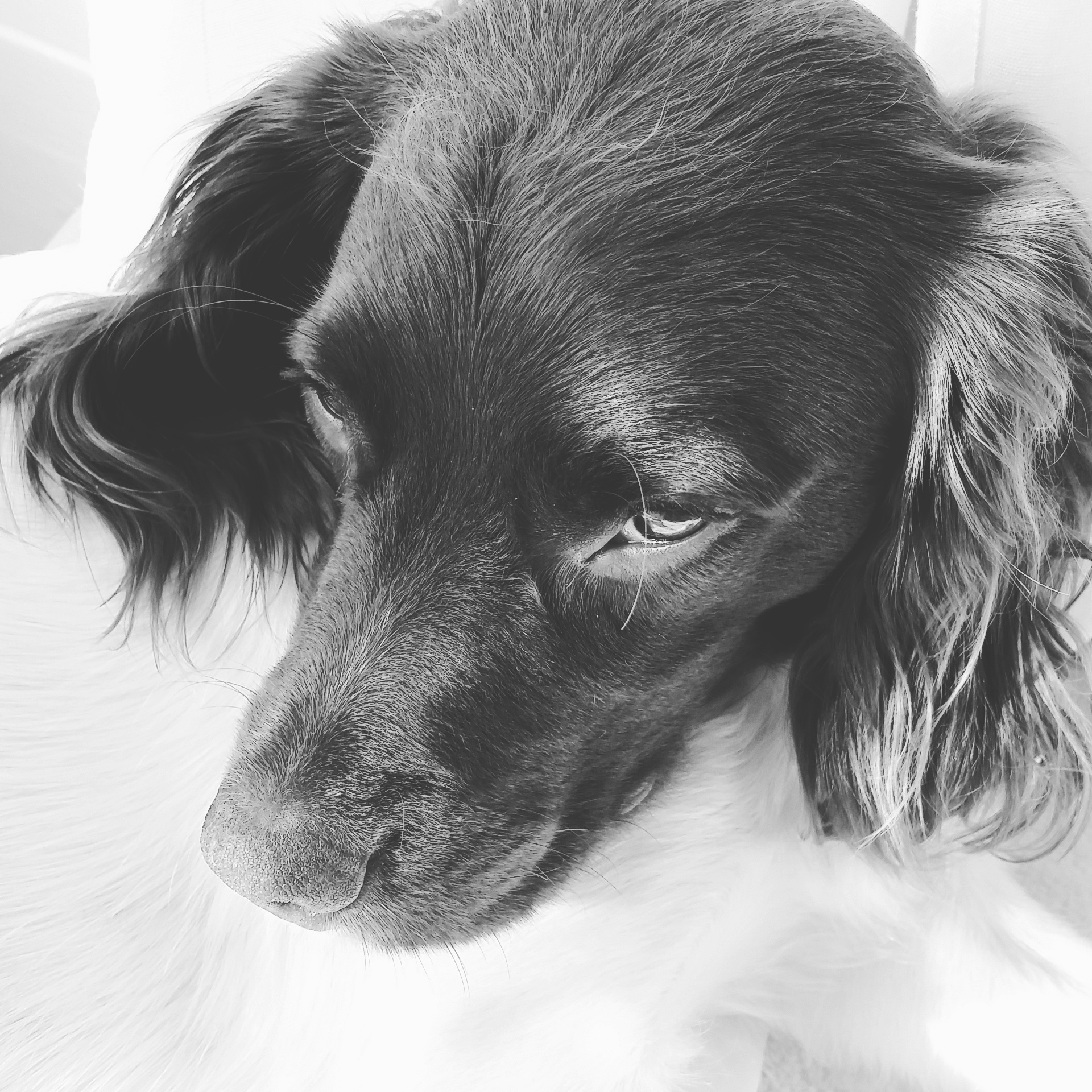 How To Train A Dog That's Not Motivated By Food