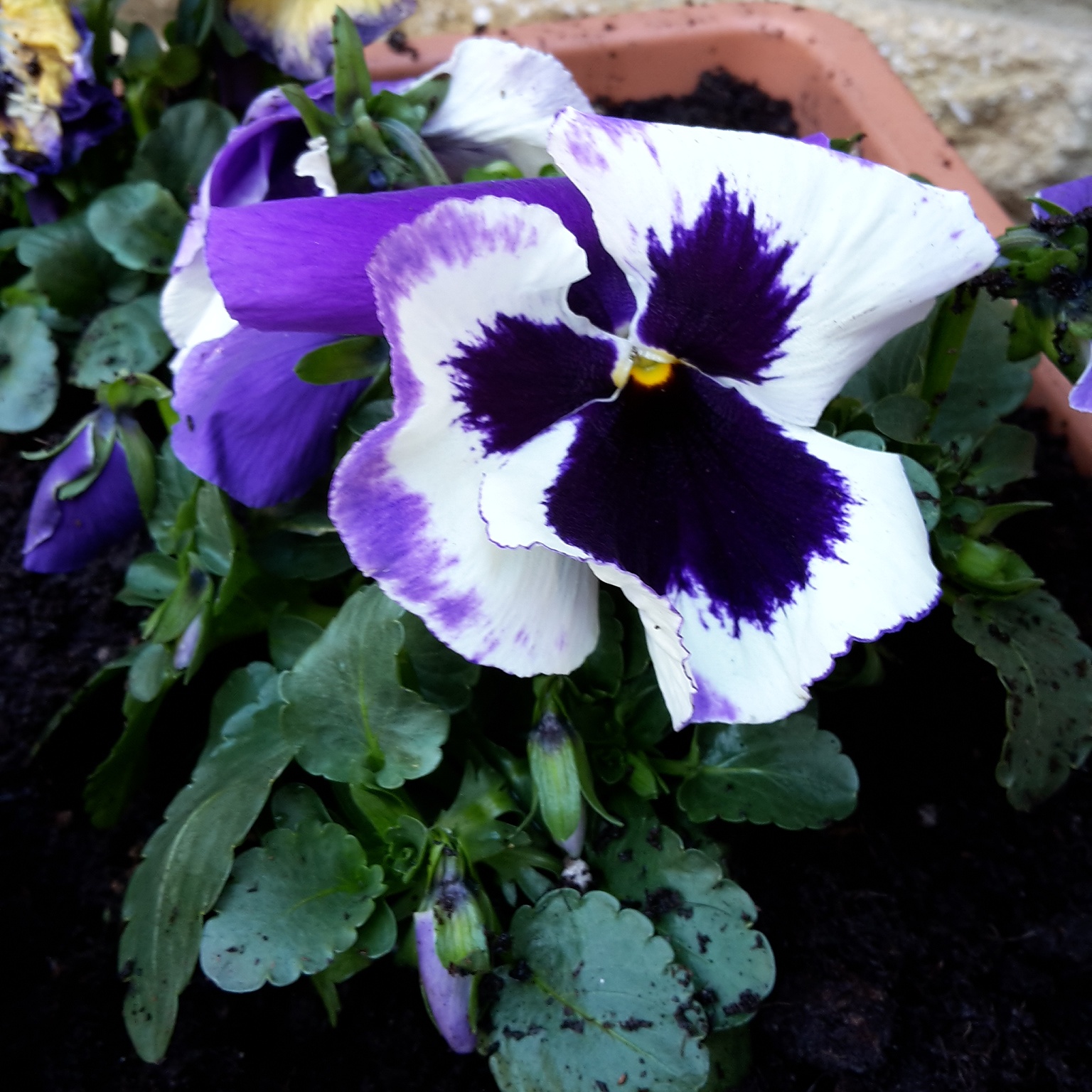 Pottering And Potting With Pansies Boo & Maddie