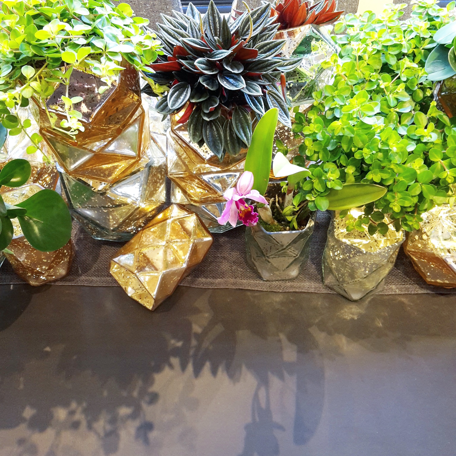 Personalised Plant Styling at West Elm Boo & Maddie